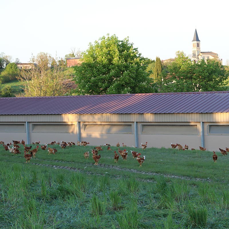 Poulet Fermier du Quercy élevé en plein air à la ferme des hugots