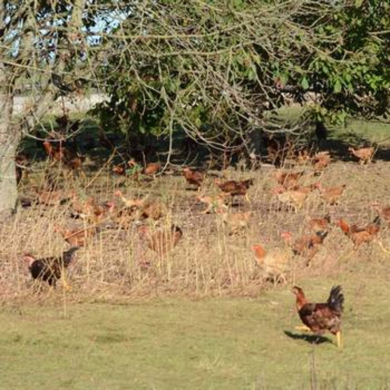 Chapon fermier du quercy élevé en plein air