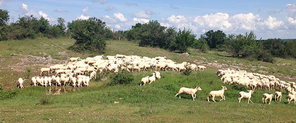 agneaux fermiers du quercy élevés en plein air