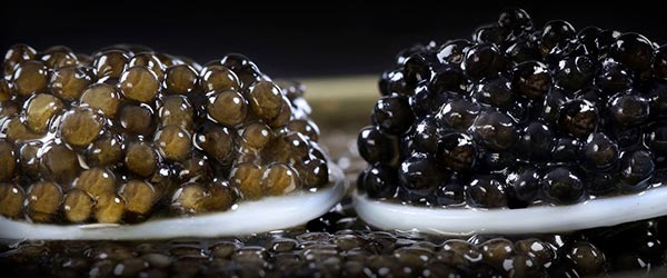 caviar de dordogne perle noire