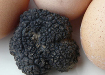 Truffes fraîches - Truffe Noire (Tuber Melanosporum) ou Truffe du Périgord