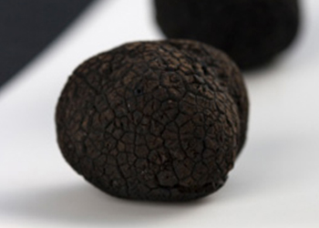 Truffes fraîches - Truffe Noire (Tuber Melanosporum) ou Truffe du Périgord