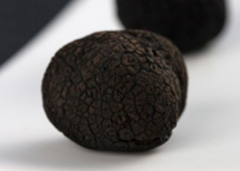 Truffes fraîches - Achat/Vente truffes noires du Périgord - Truffes de  Montcuq